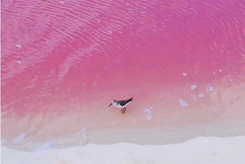 Must-see Cancun Spots - Las Coloradas Pink Lake, Chichen Itza, Cenote | 6-Day Tour-2024